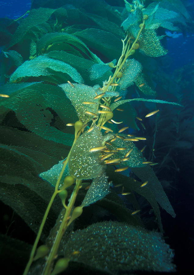 Senorita Fish In Kelp Photograph by Greg Ochocki
