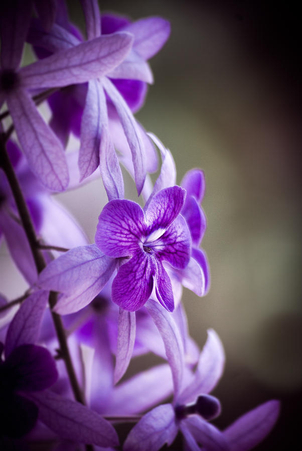 Flores Photograph - Sensational Purple by William Shevchuk