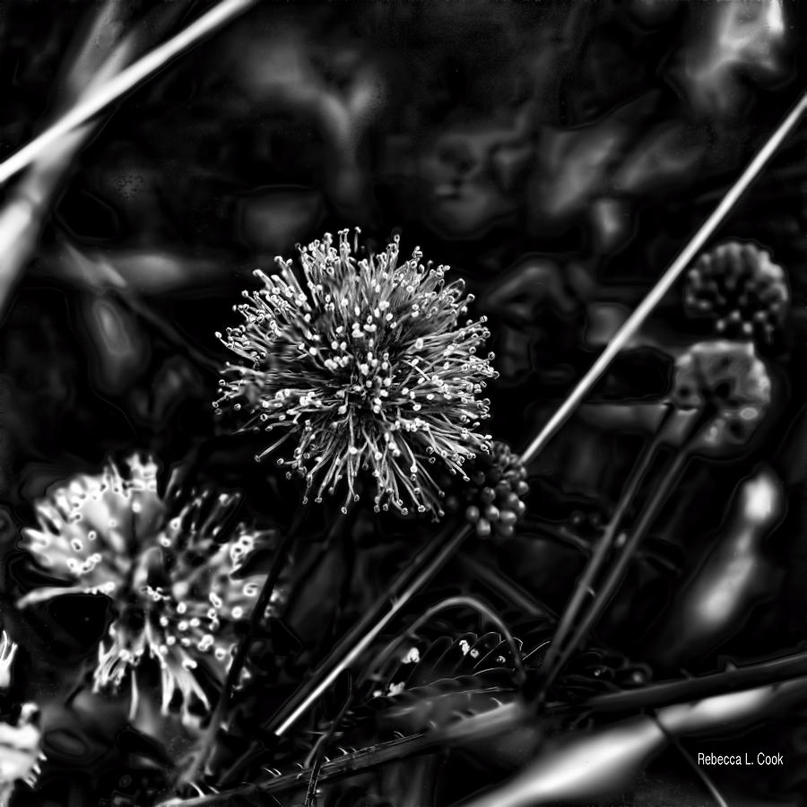 Black And White Photograph - Sensitive Briar Schrankia Nuttalii square image by Bellesouth Studio