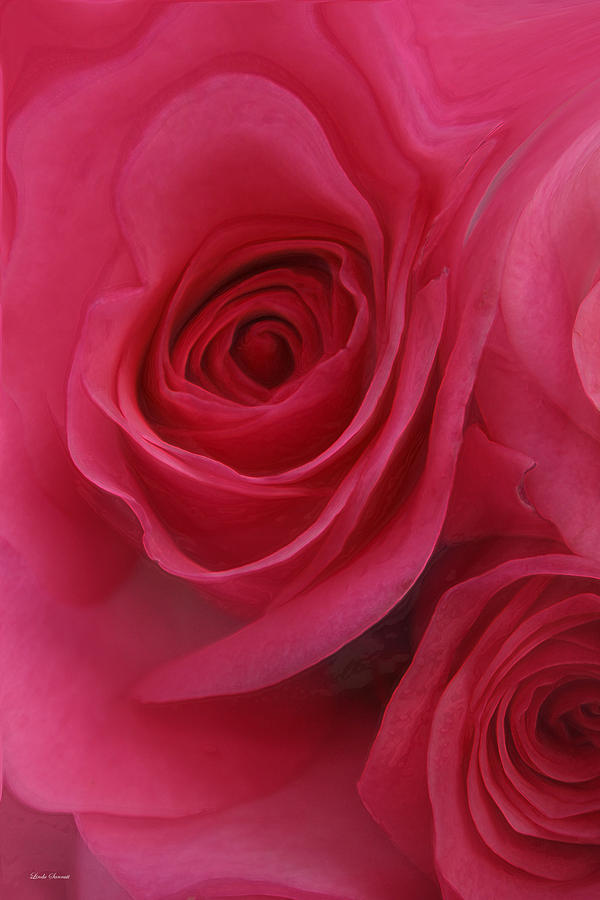 Flower Photograph - Sensual Rose by Linda Sannuti