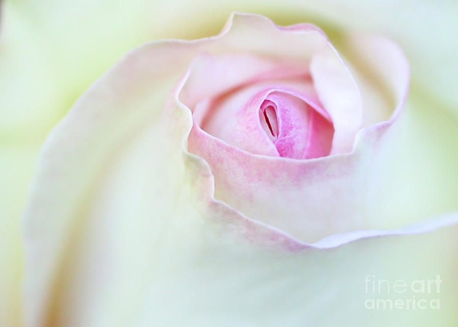 Cool Photograph - Sensual Rose by Sabrina L Ryan