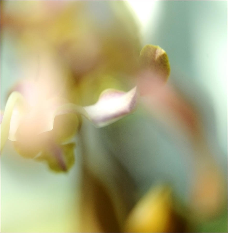 Sensual Touch of Exotic. Orchid II Photograph by Jenny Rainbow