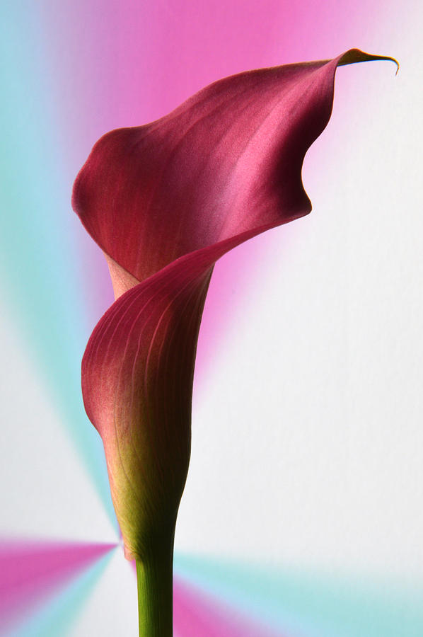 Flower Photograph - Sensuous Calla. by Terence Davis