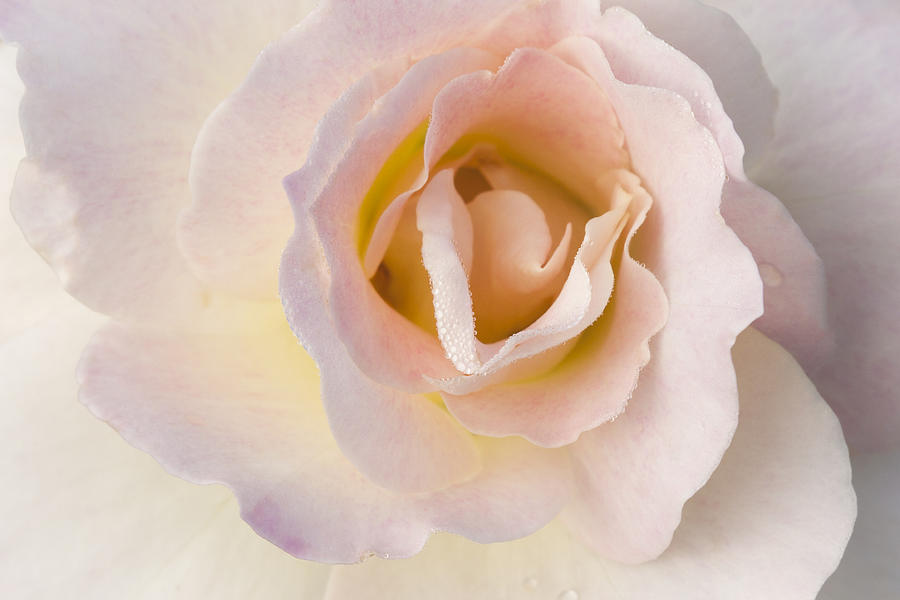 Sensuous Rose Photograph by Patty Colabuono