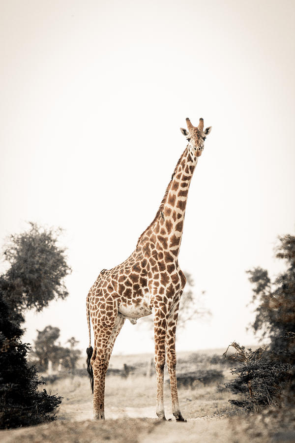 Giraffe Photograph - Sentinal Giraffe by Mike Gaudaur