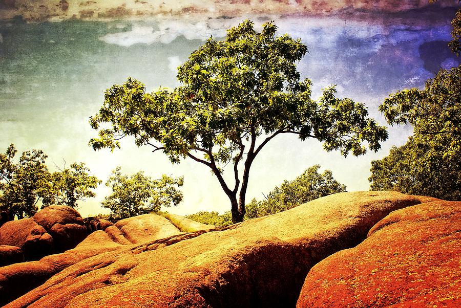 Sentinal Tree Photograph by Marty Koch