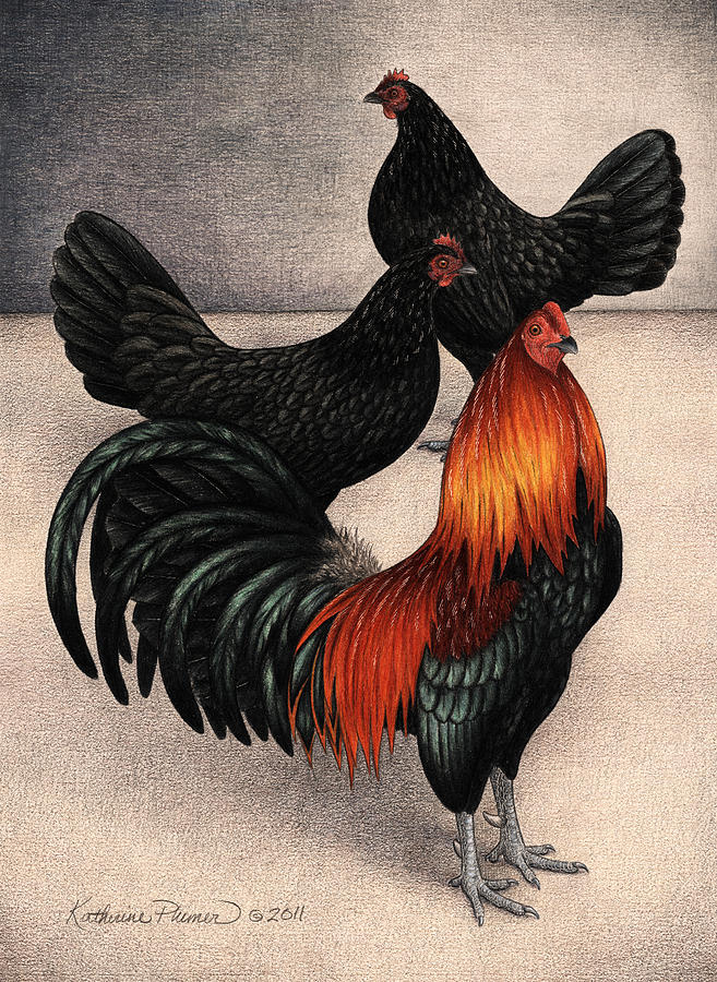Chicken Drawing - Sentinel by Katherine Plumer