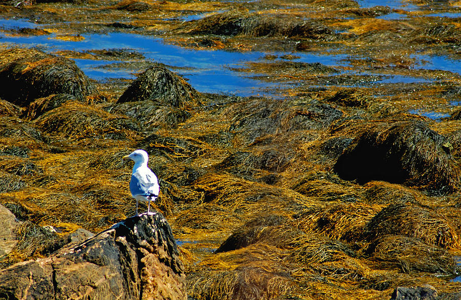Sentinel Seagull Photograph by Nancy De Flon