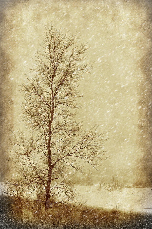 Up Movie Photograph - Sentinel Tree in Winter by Nikolyn McDonald