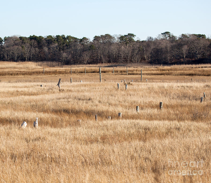 Landscape Photograph - Sentinels by Michelle Constantine