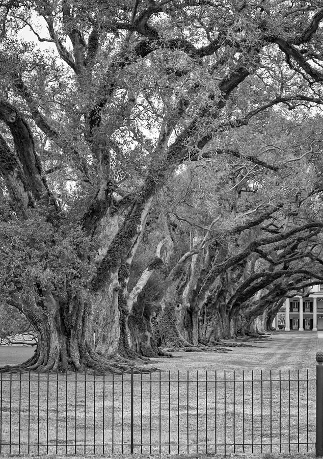 New Orleans Photograph - Sentinels monochrome by Steve Harrington