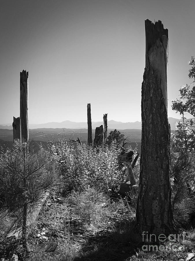 Sentinels on the Mogollon Rim in Black and White Photograph by Lee Craig