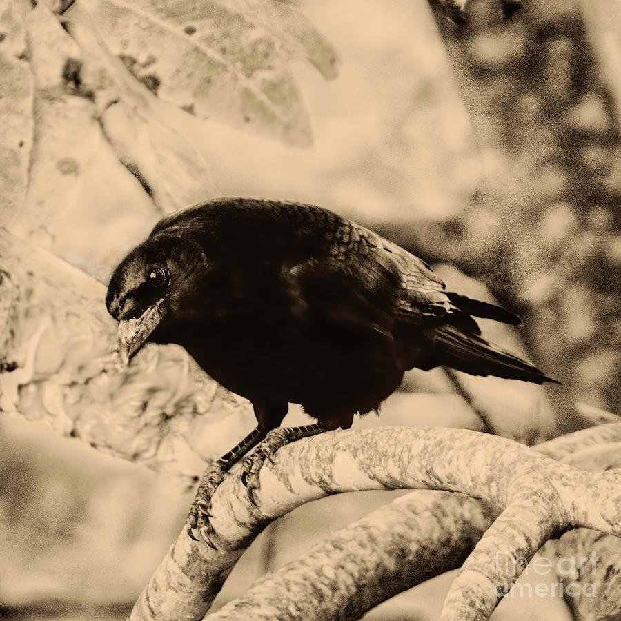 Sentry Crow In Sepia Photograph by John Harmon
