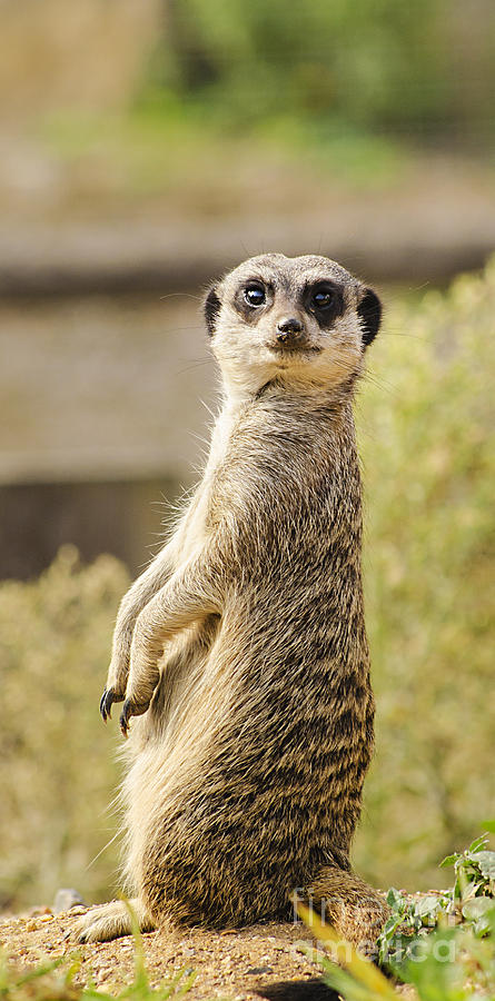 Meerkat Sentry Duty Photograph by Linsey Williams