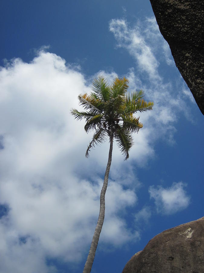 Sentry Palm. Photograph by Life Makes Art