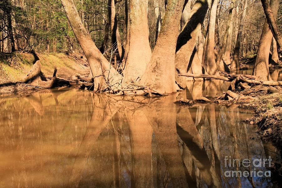 Congaree National Park Photograph - Separate Ways by Adam Jewell