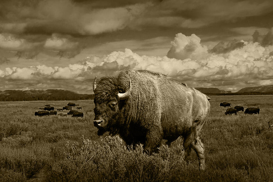 Grand Teton National Park Photograph - King of the Herd by Randall Nyhof