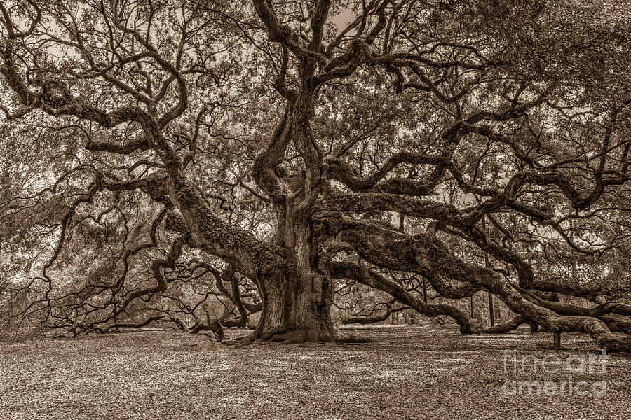 Sepia Angel Oak Photograph by Dale Powell