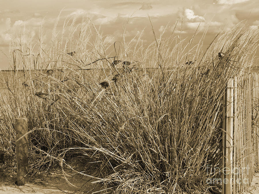 Sepia Beachgrass Photograph by Arlene Carmel