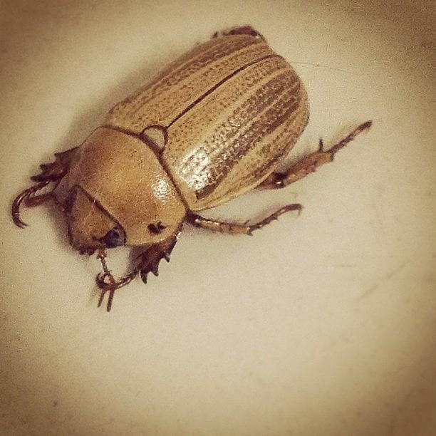 Sepia beetle Photograph by Marcos Marchetti
