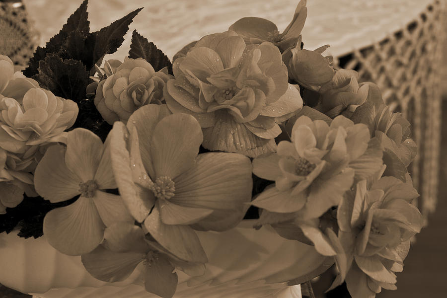 Sepia Begonias Photograph by Sandra Foster