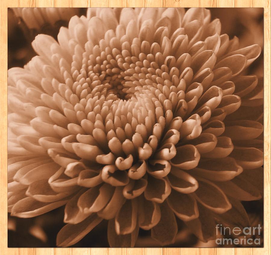 Sepia Chrysanthemum  Photograph by Joan-Violet Stretch