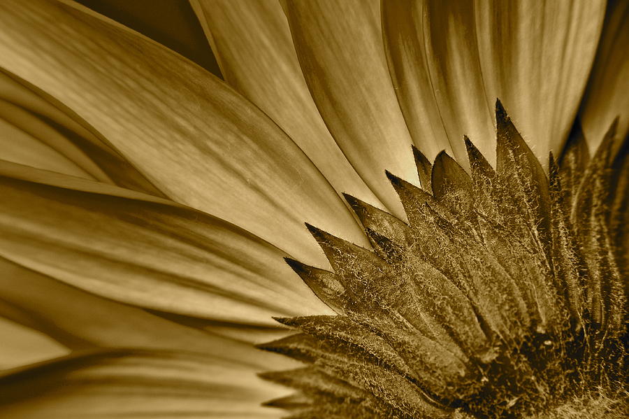 Sepia Daisy Photograph by Frozen in Time Fine Art Photography