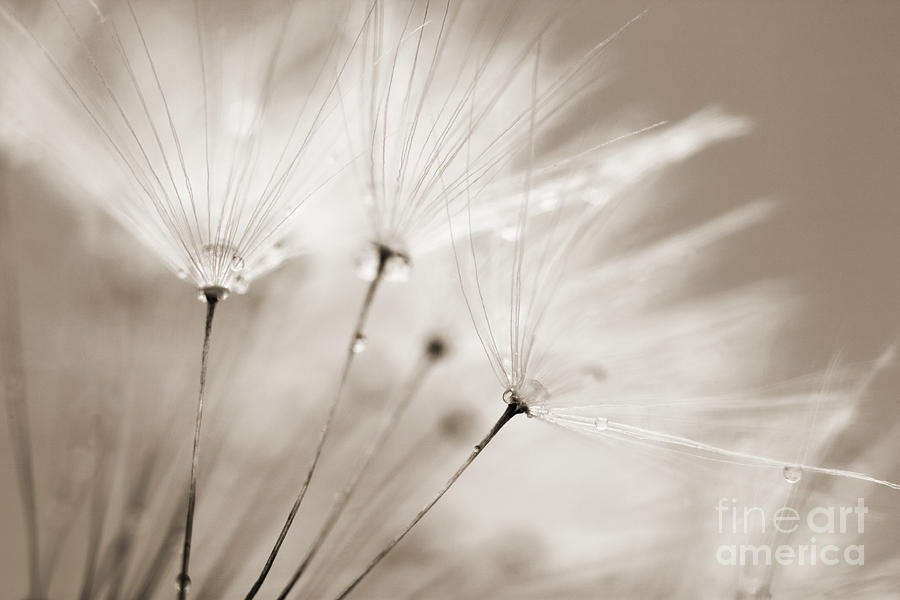 Nature Photograph - Sepia Dandelion Clock and Water Droplets by Natalie Kinnear