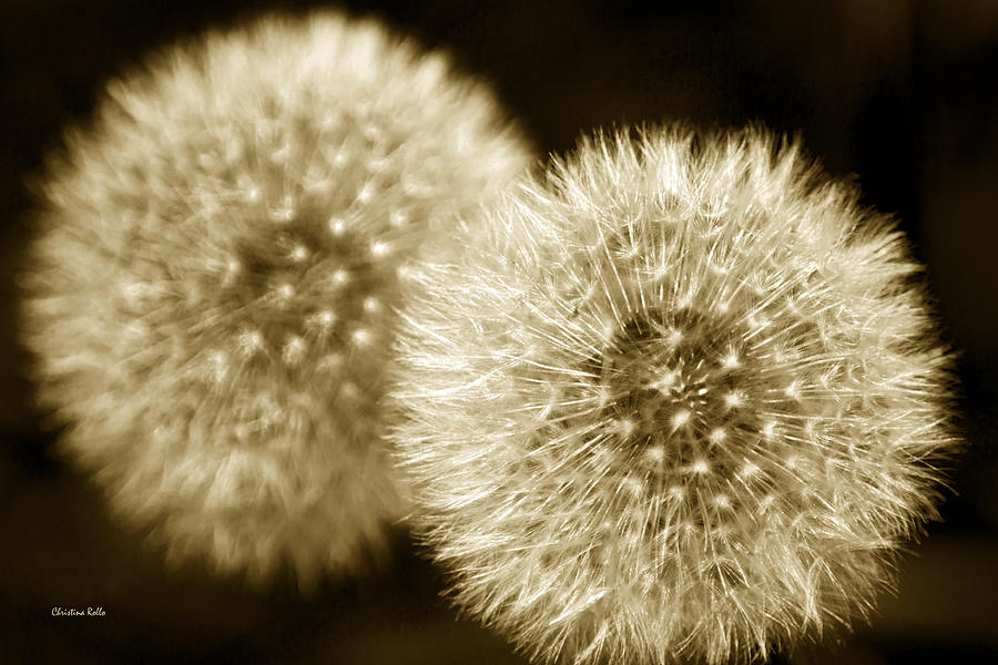 Sepia Dandelions Photograph by Christina Rollo
