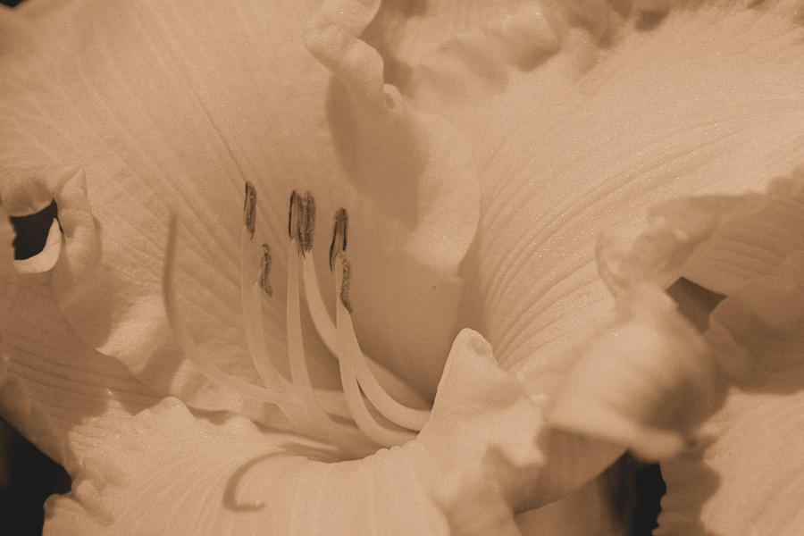 Sepia Daylily up Cose Photograph by Belinda Lee