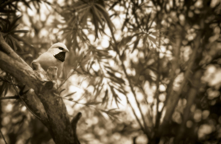 Sepia Finch Photograph by Bradley R Youngberg