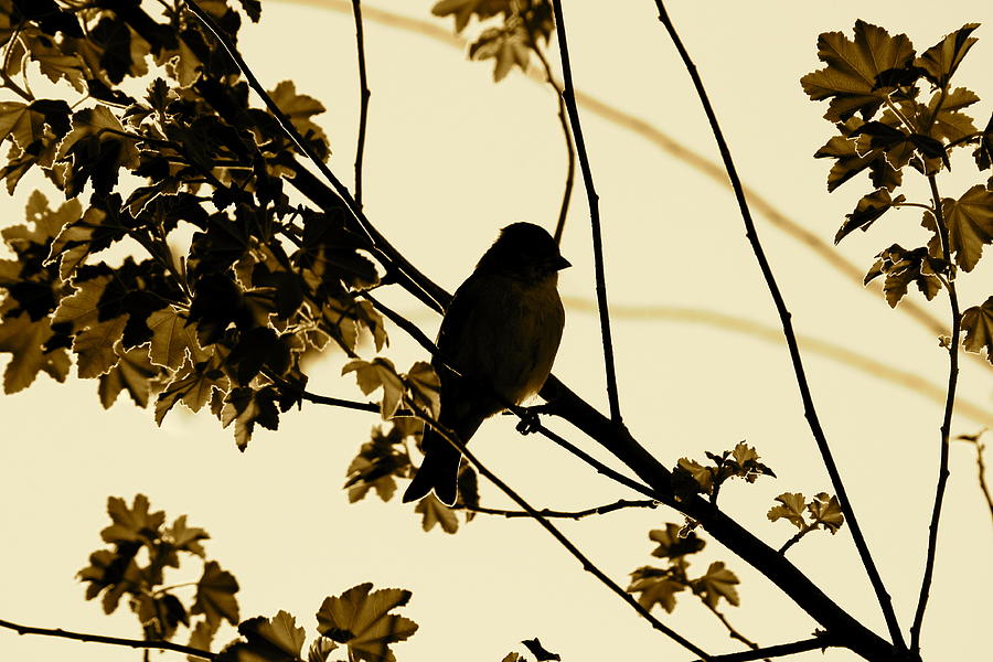 Sepia Finch Photograph by Diana Hatcher