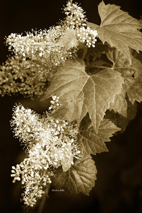 Sepia Flower Vine Photograph by Christina Rollo