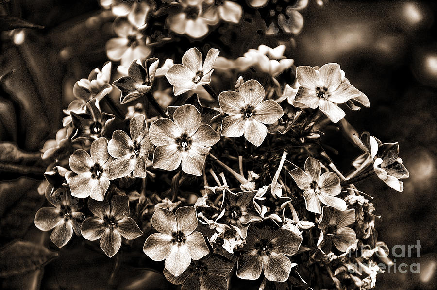 Sepia Flowerhead Photograph by Brenda Kean