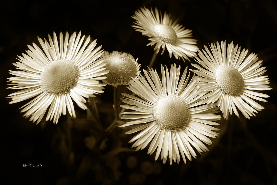 Sepia Flowers Photograph by Christina Rollo