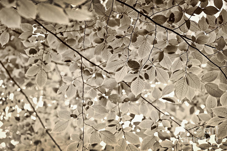 Sepia foliage Photograph by Elena Elisseeva