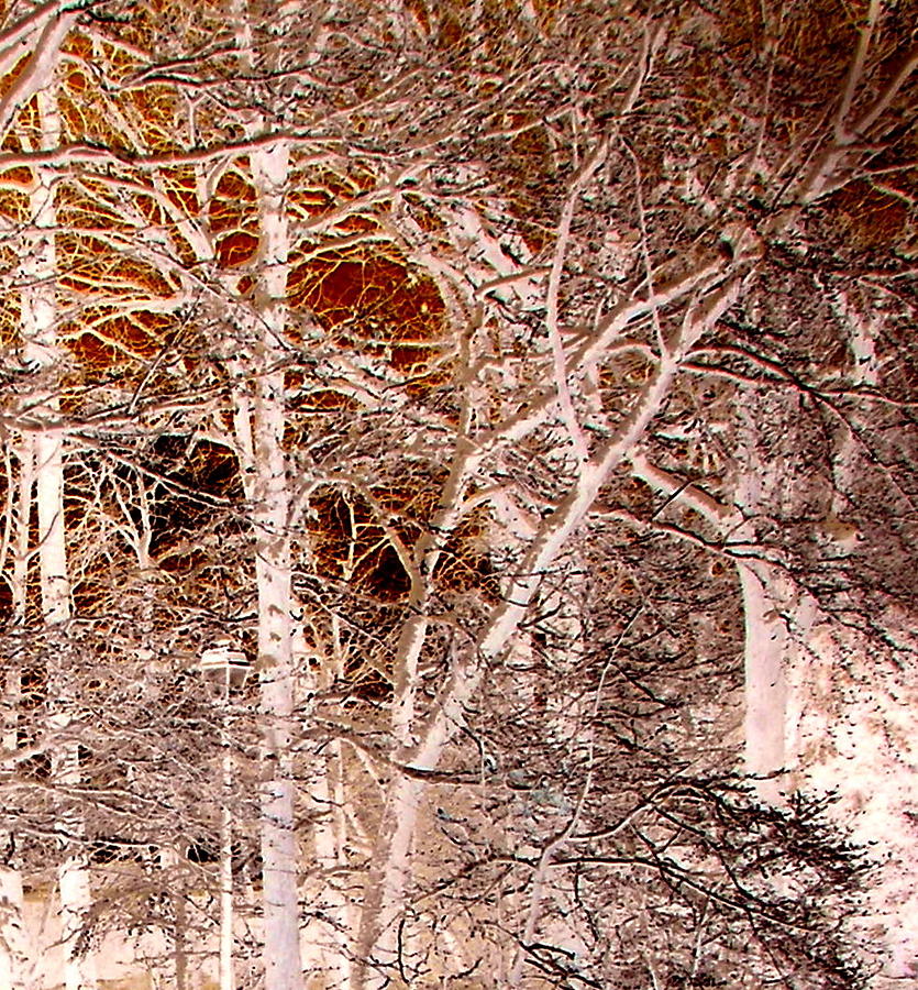 Sepia Forest In Winter Photograph by Pamela Hyde Wilson