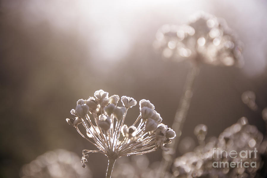 Sepia Frost Photograph by Cheryl Baxter