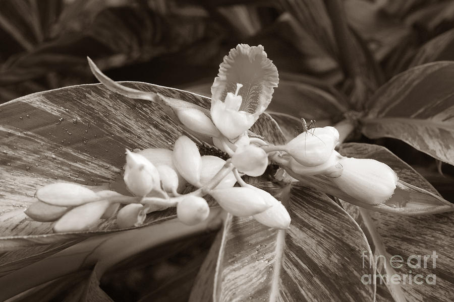 Sepia Ginger Lily Blossom and Assassin Bug Photograph by Connie Fox