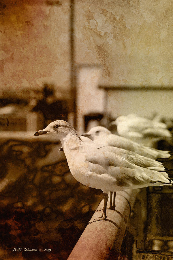Sepia Gulls 2 Photograph by WB Johnston