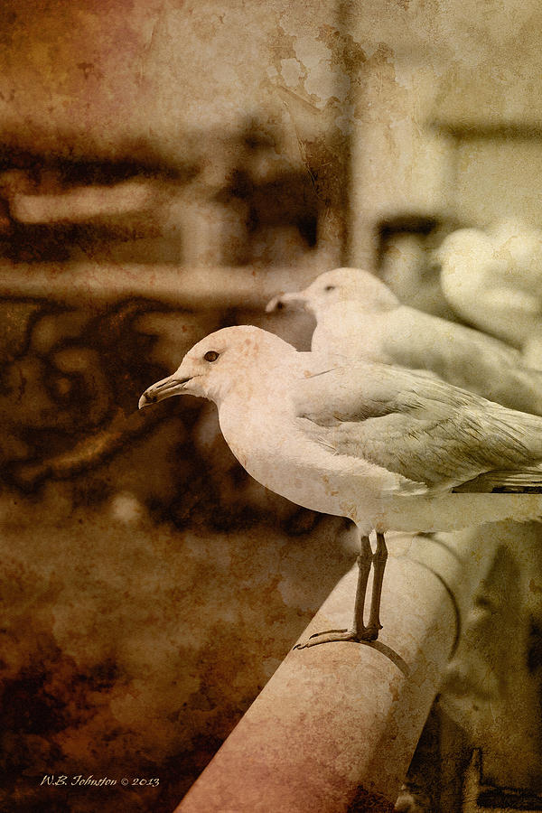 Sepia Gulls Photograph by WB Johnston
