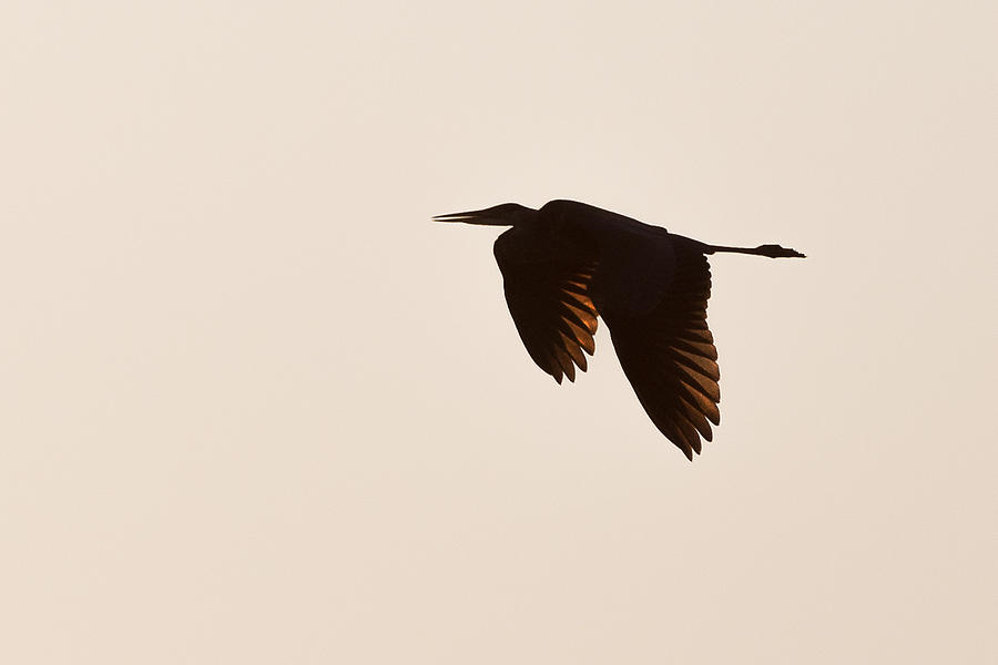 Sepia Heron Photograph