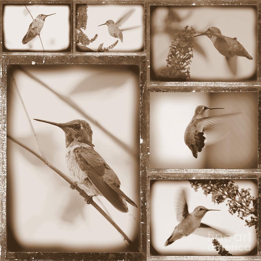 Sepia Hummingbird Collage Photograph by Carol Groenen