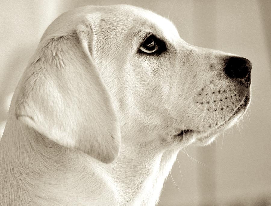 Sepia Labrador Portrait Photograph by Kristina Deane