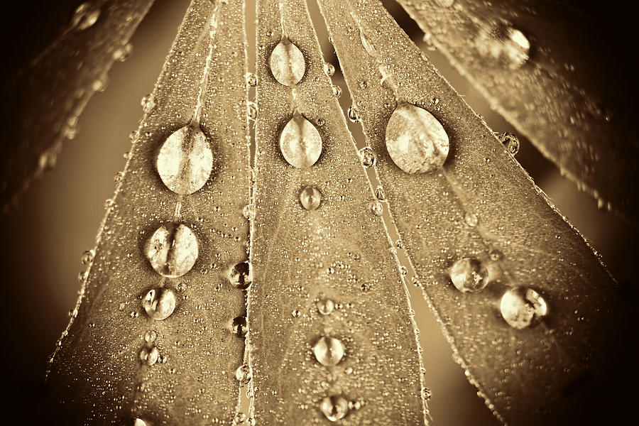 Sepia Leaves and Water Droplets Photograph by Peggy Collins