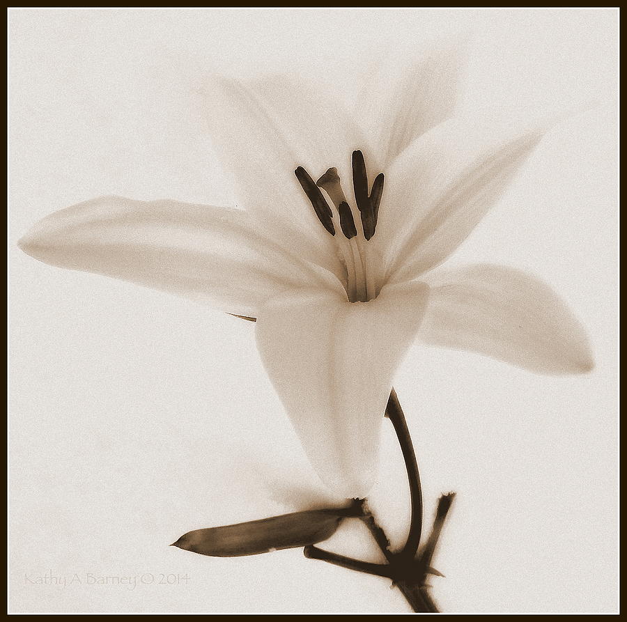 Sepia Lily in Snow Photograph by Kathy Barney