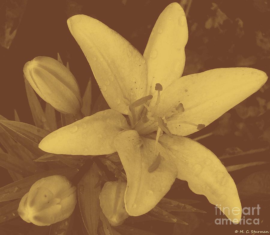 Sepia Lily Painting by M c Sturman