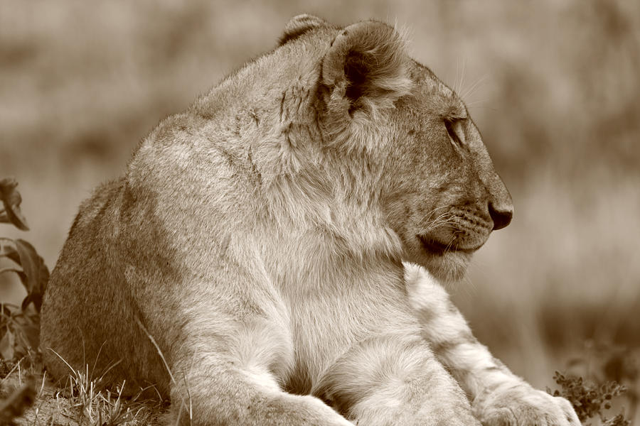 Sepia Lion Portrait Photograph by Aidan Moran