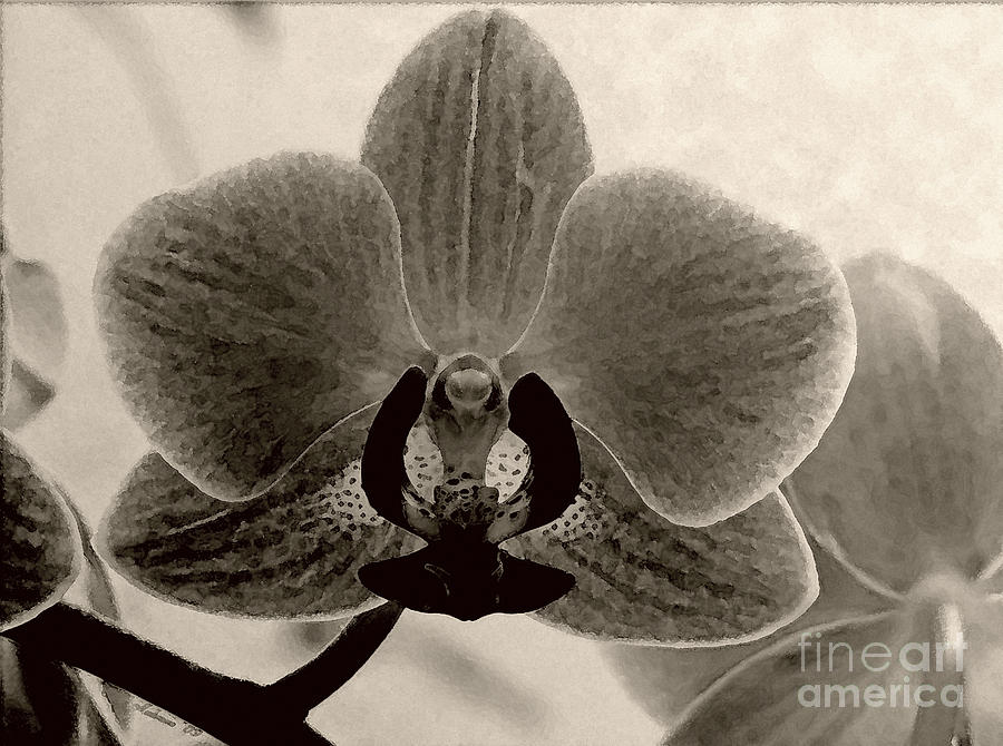 Sepia Orchid Photograph by Chris Anderson