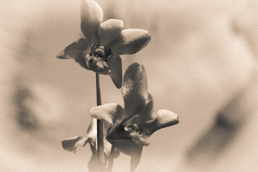 Sepia Orchids Photograph by Georgia Clare